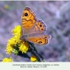 lasiommata megera daghestan female  2